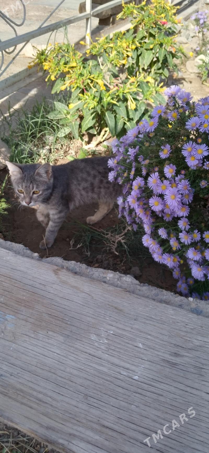 Pisijek jerry - Mary - img 2