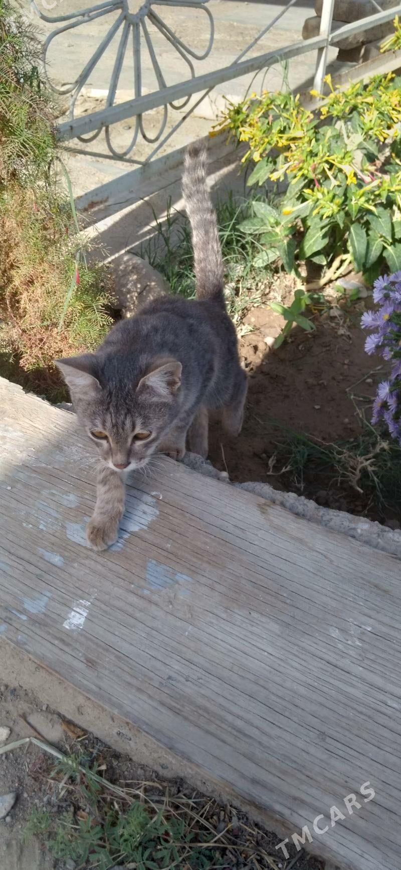 Pisijek jerry - Mary - img 4