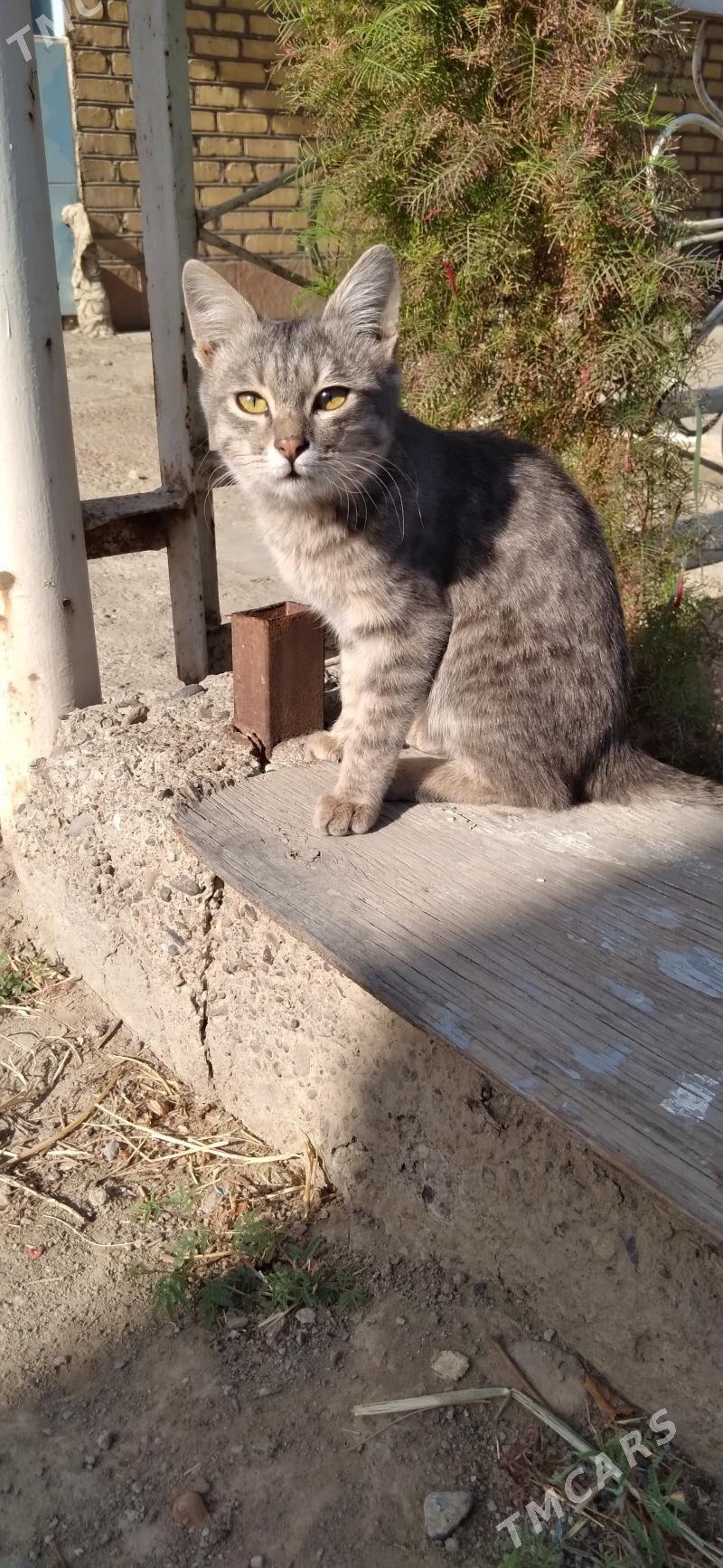 Pisijek jerry - Mary - img 8