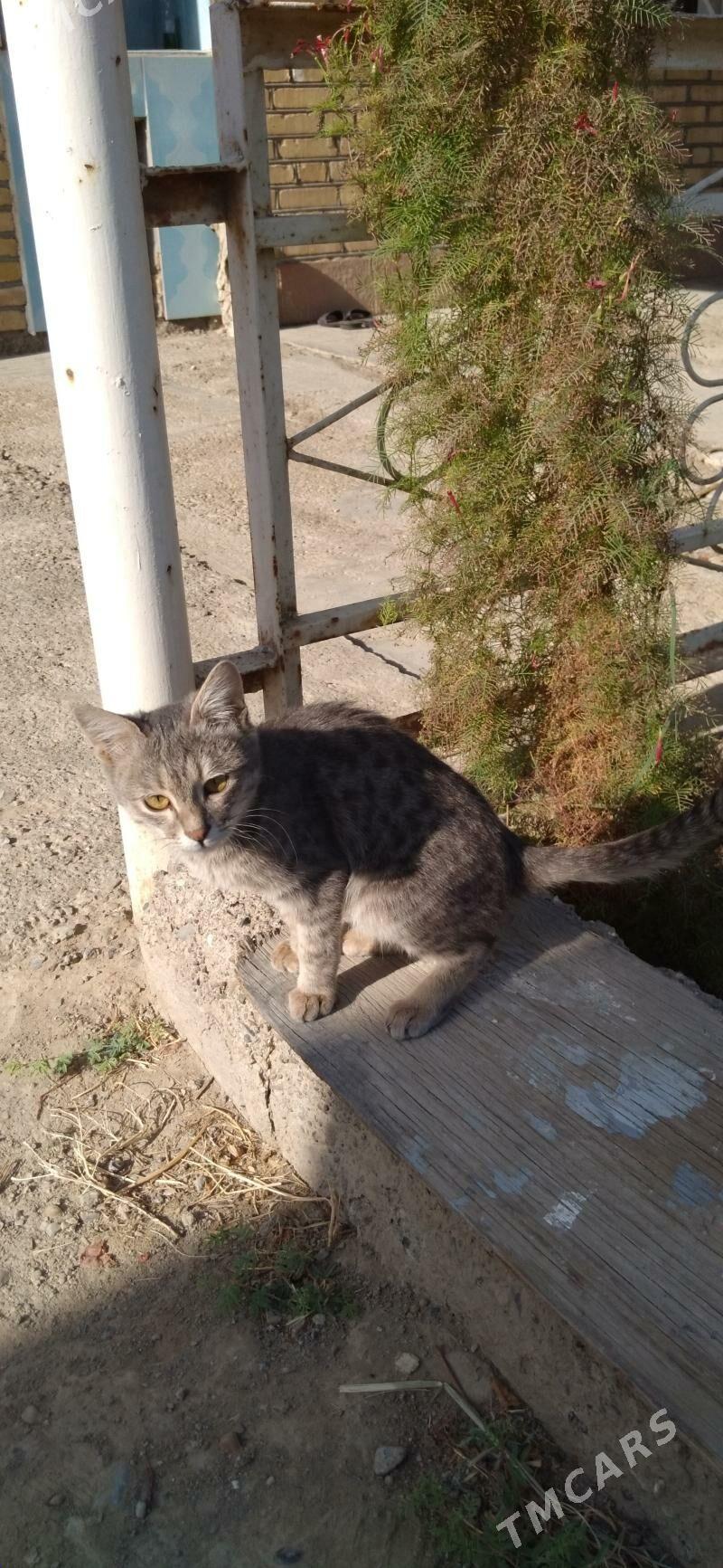 Pisijek jerry - Mary - img 3