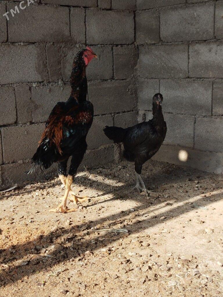Taşkent - Бузмеин - img 2