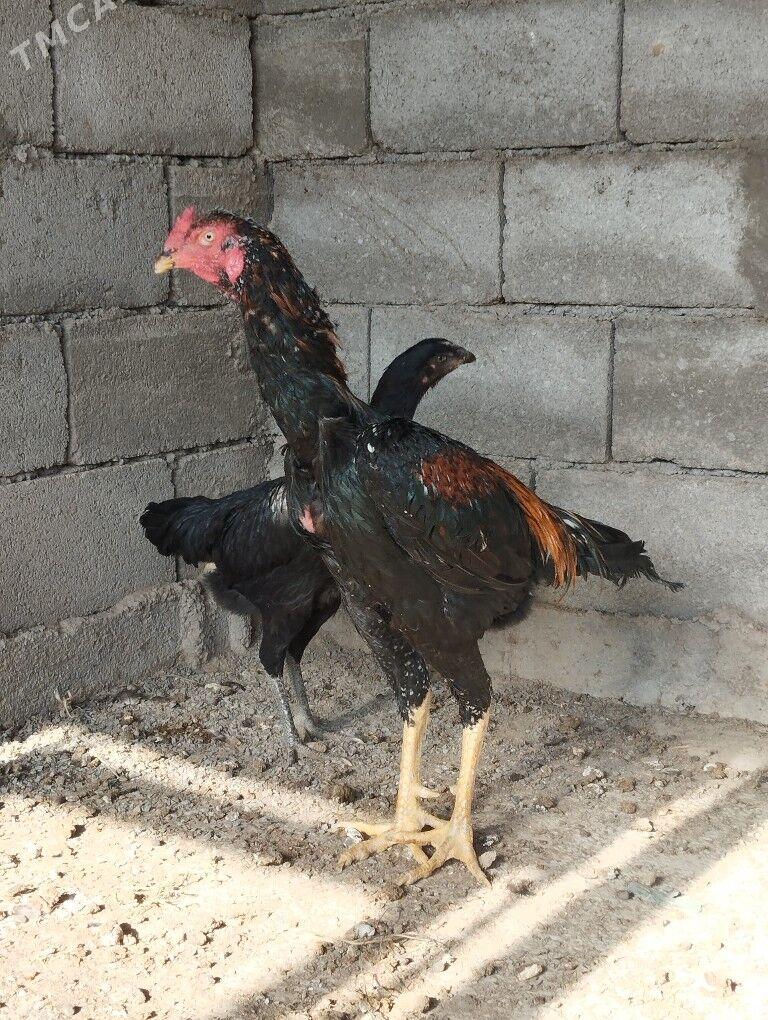 Taşkent - Бузмеин - img 3