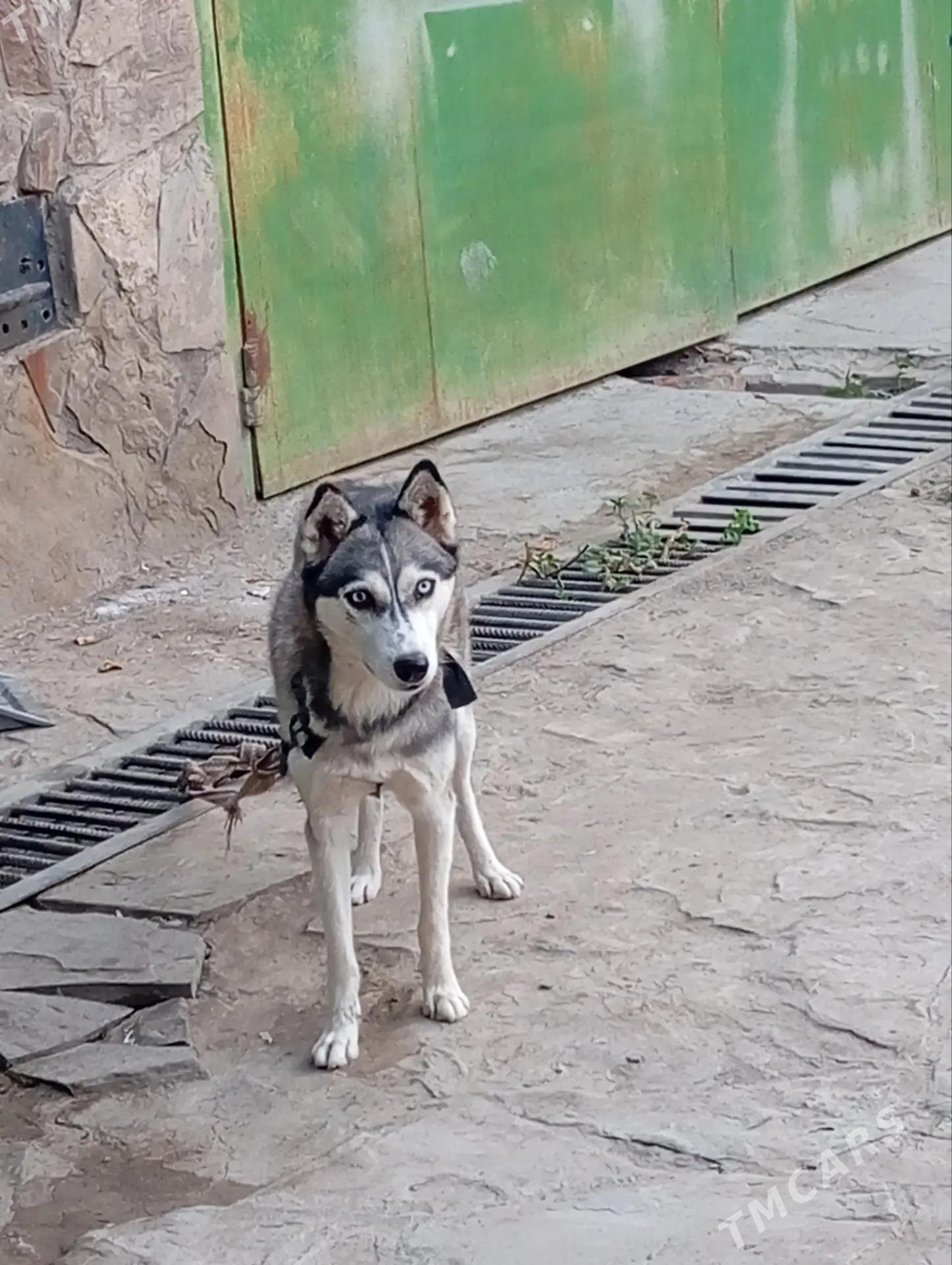 Haski sibiriski paroda - Сакар - img 2