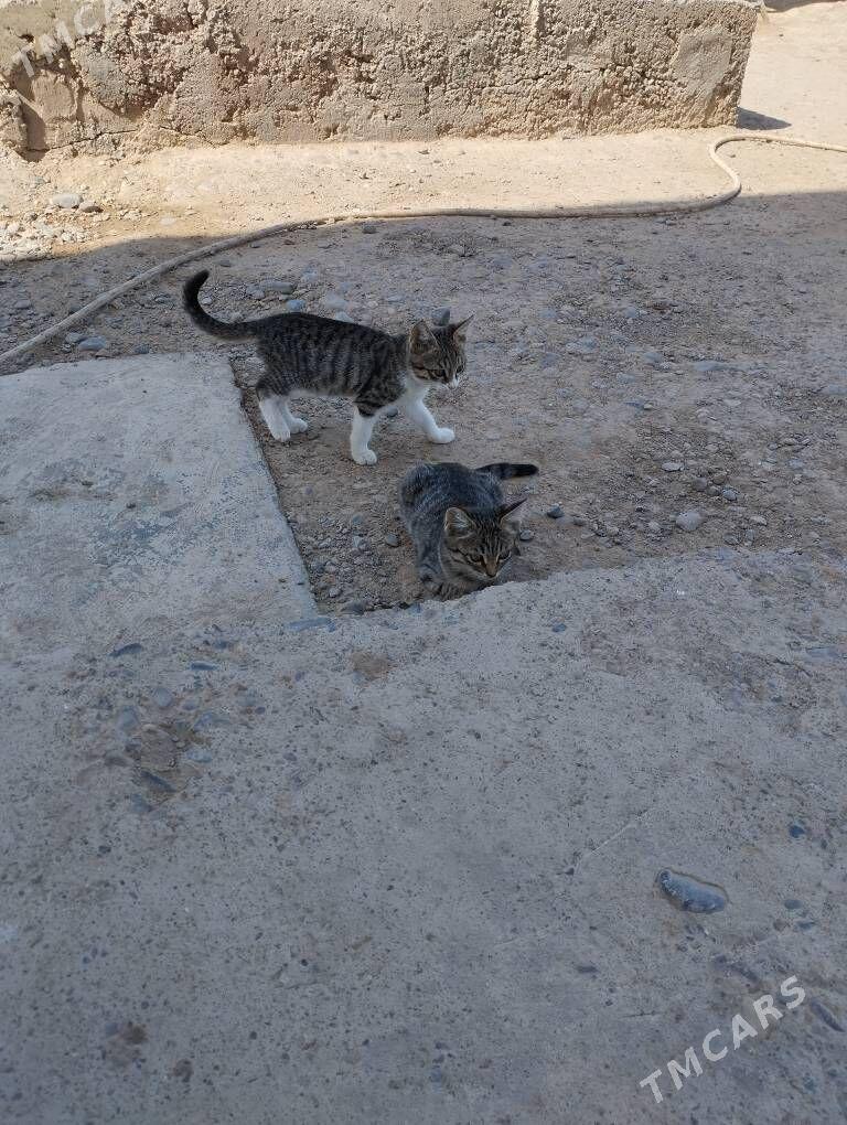 pişik çaga - Огуз хан - img 2