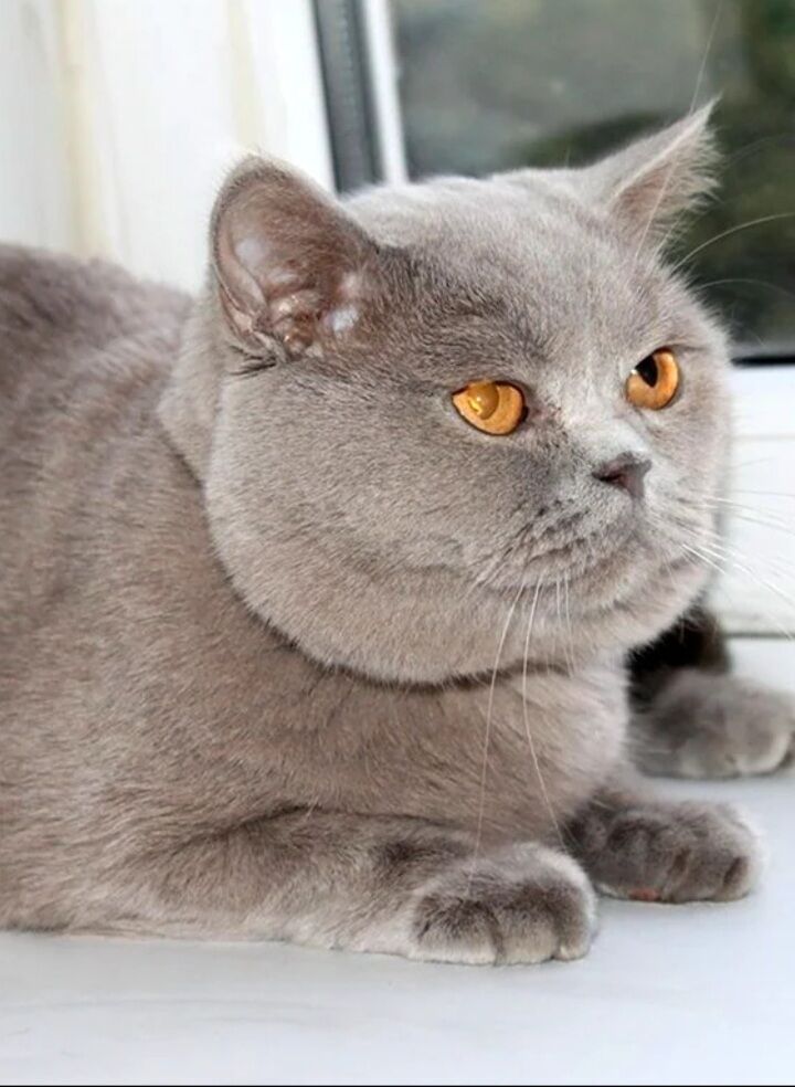 Котик страйт - Арчабиль шаёлы - img 5