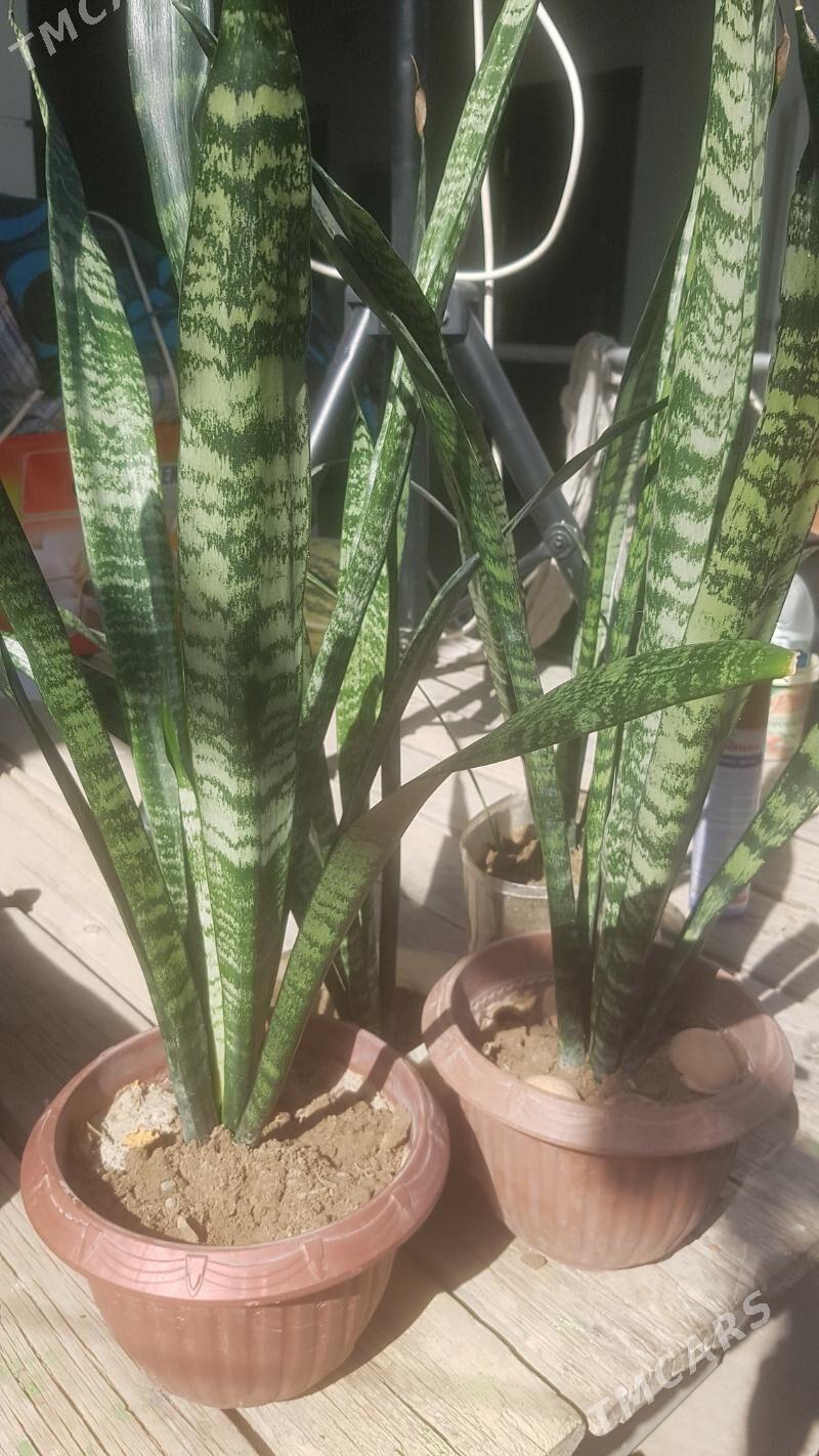 цвети  гуллер - Hitrowka - img 5