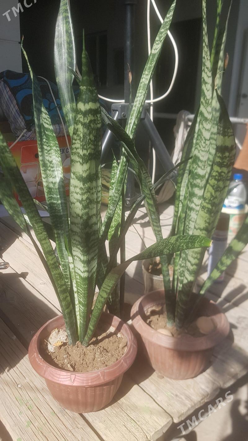 цвети  гуллер - Hitrowka - img 4