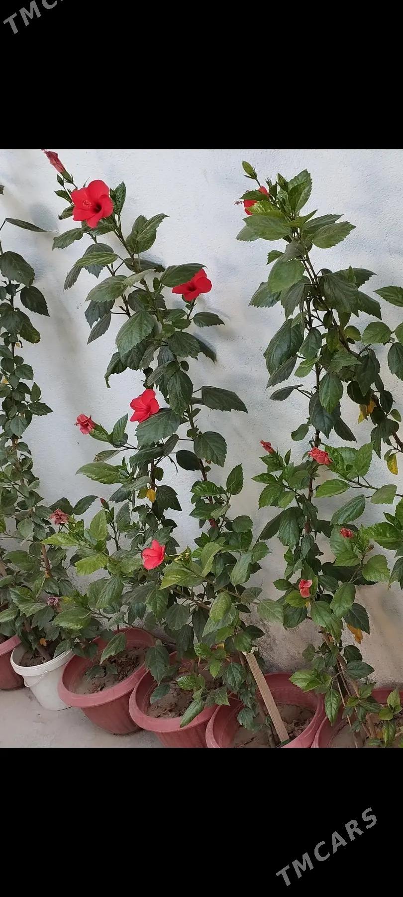 цвети  гуллер - Hitrowka - img 3