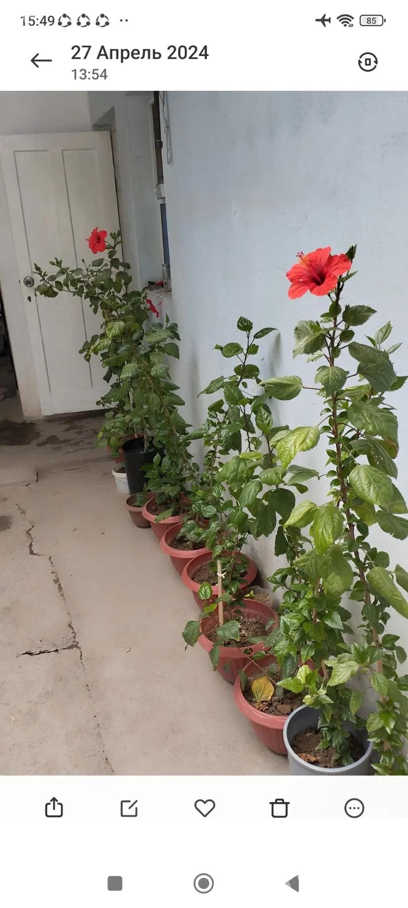 цвети  гуллер - Hitrowka - img 2