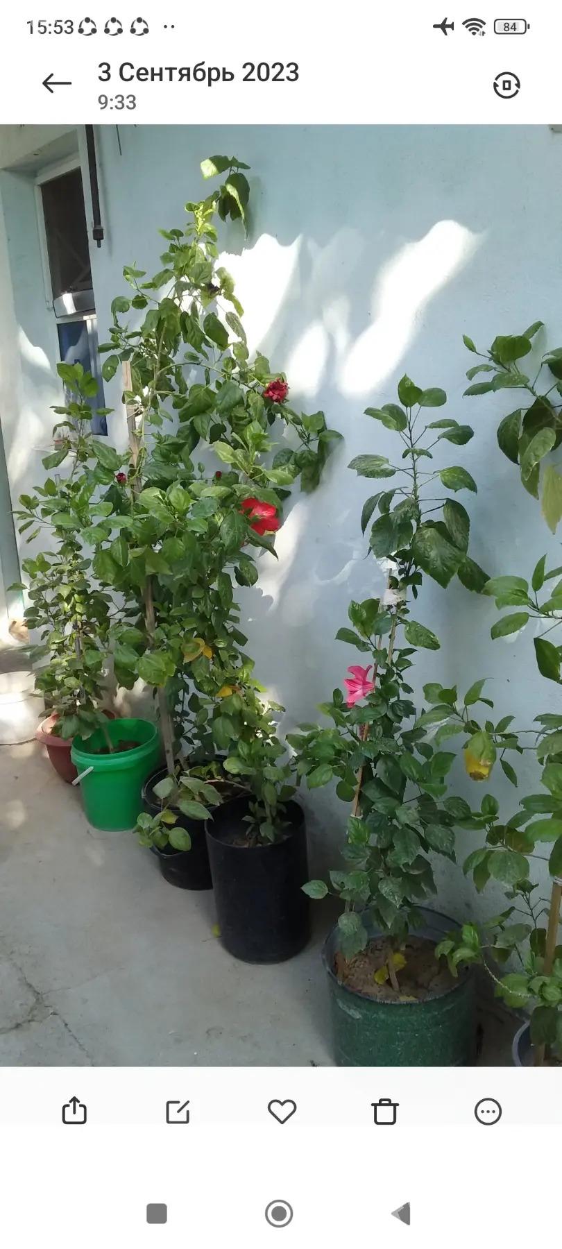 цвети гуллер - Hitrowka - img 1