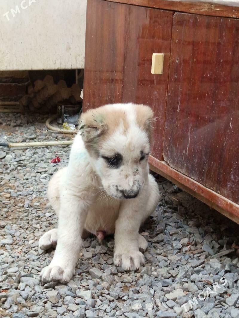 alabaý köpek - Bagyr - img 2