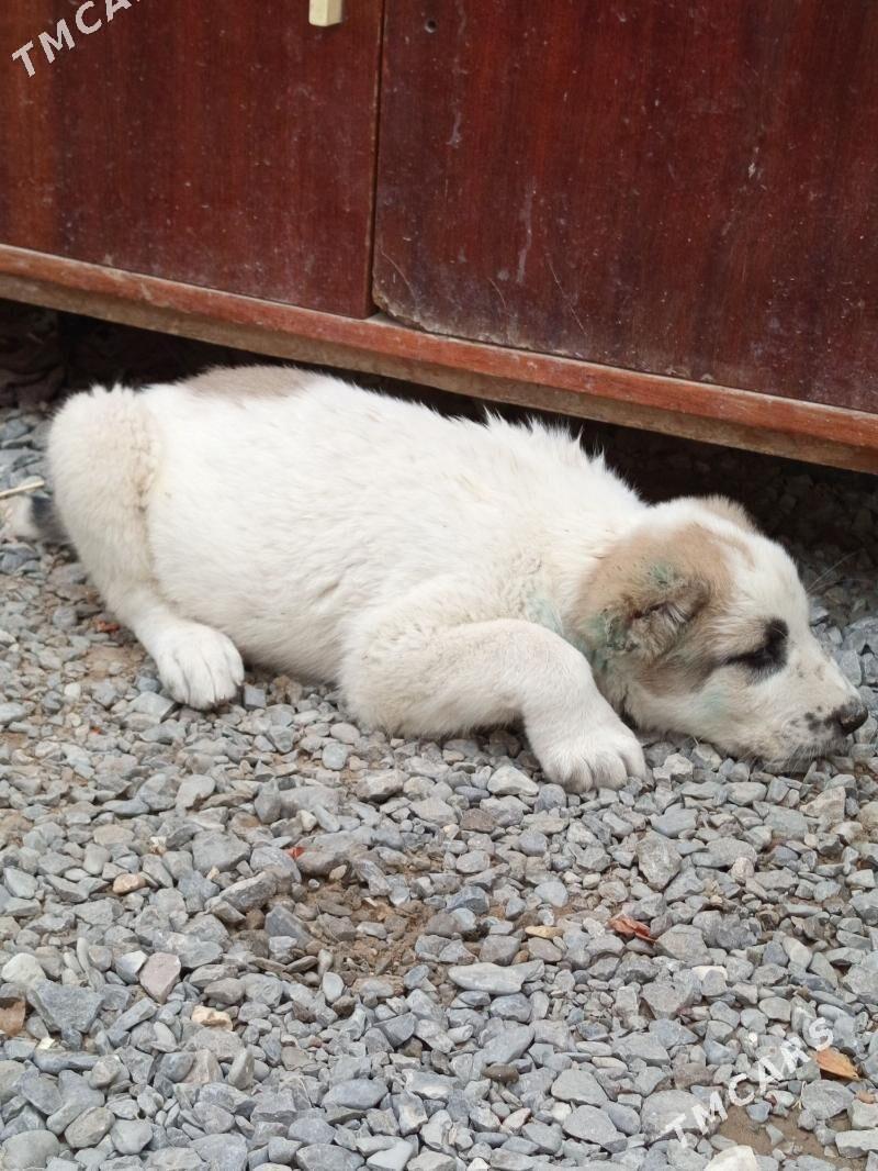 alabaý köpek - Bagyr - img 3