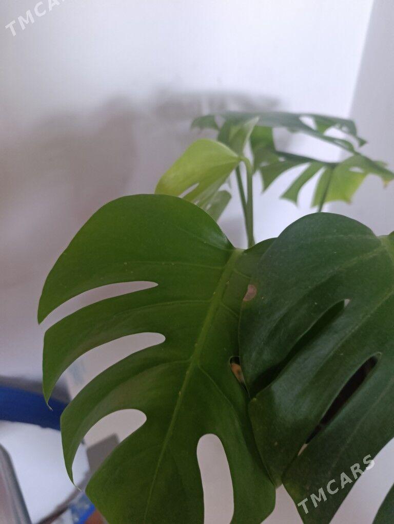 Монстэра - 30 mkr - img 4