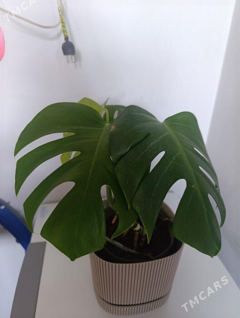 Монстэра - 30 mkr - img 3