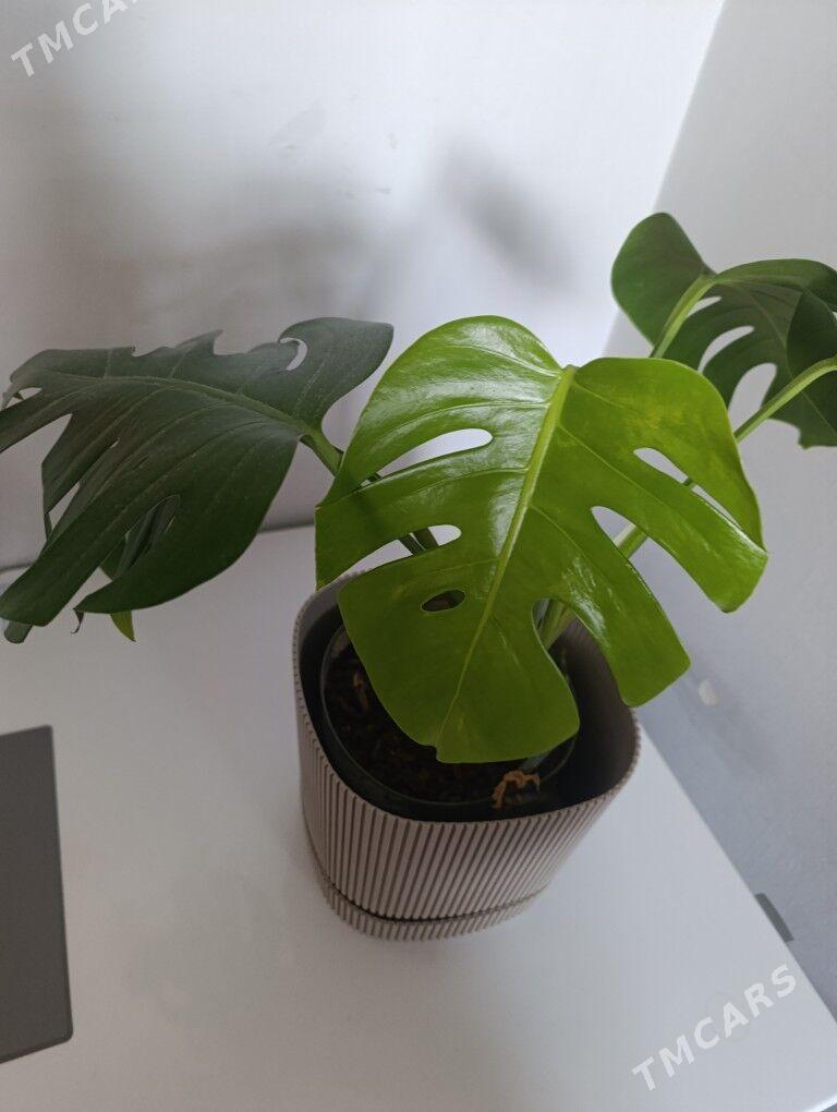 Монстэра - 30 mkr - img 2