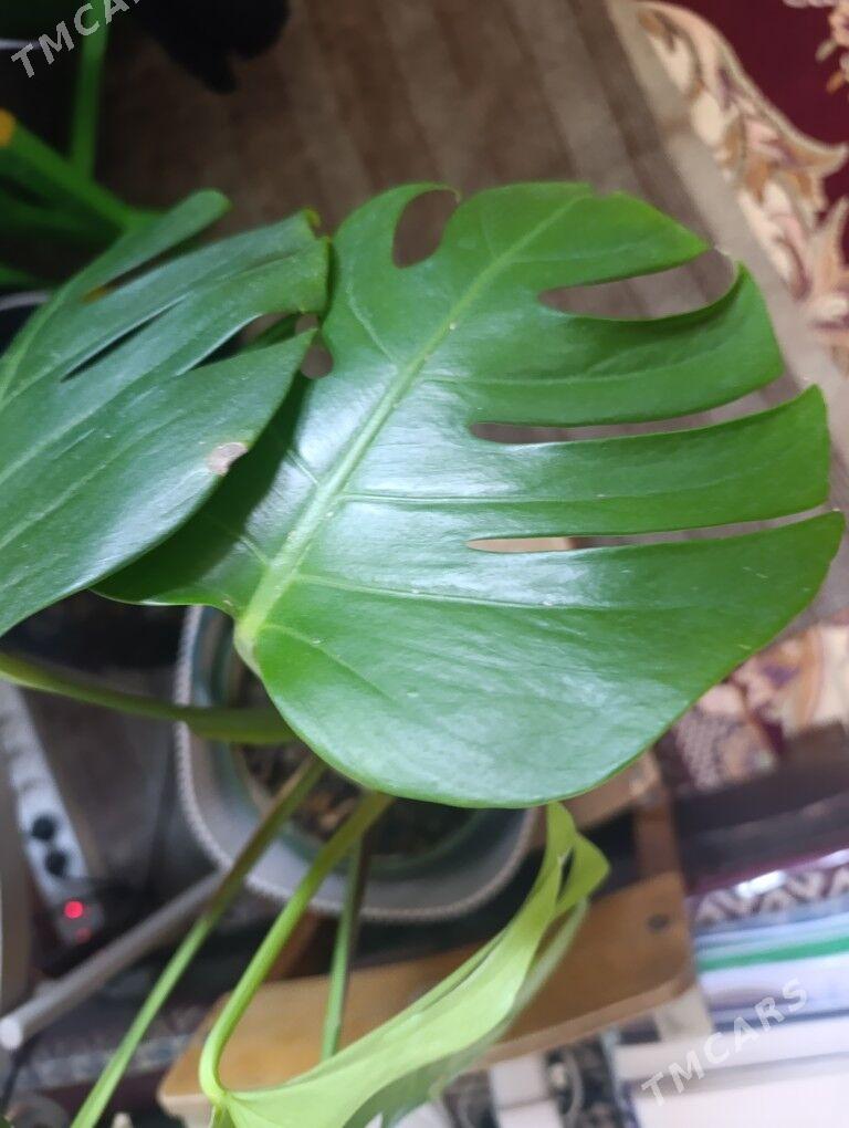 Монстэра - 30 mkr - img 5