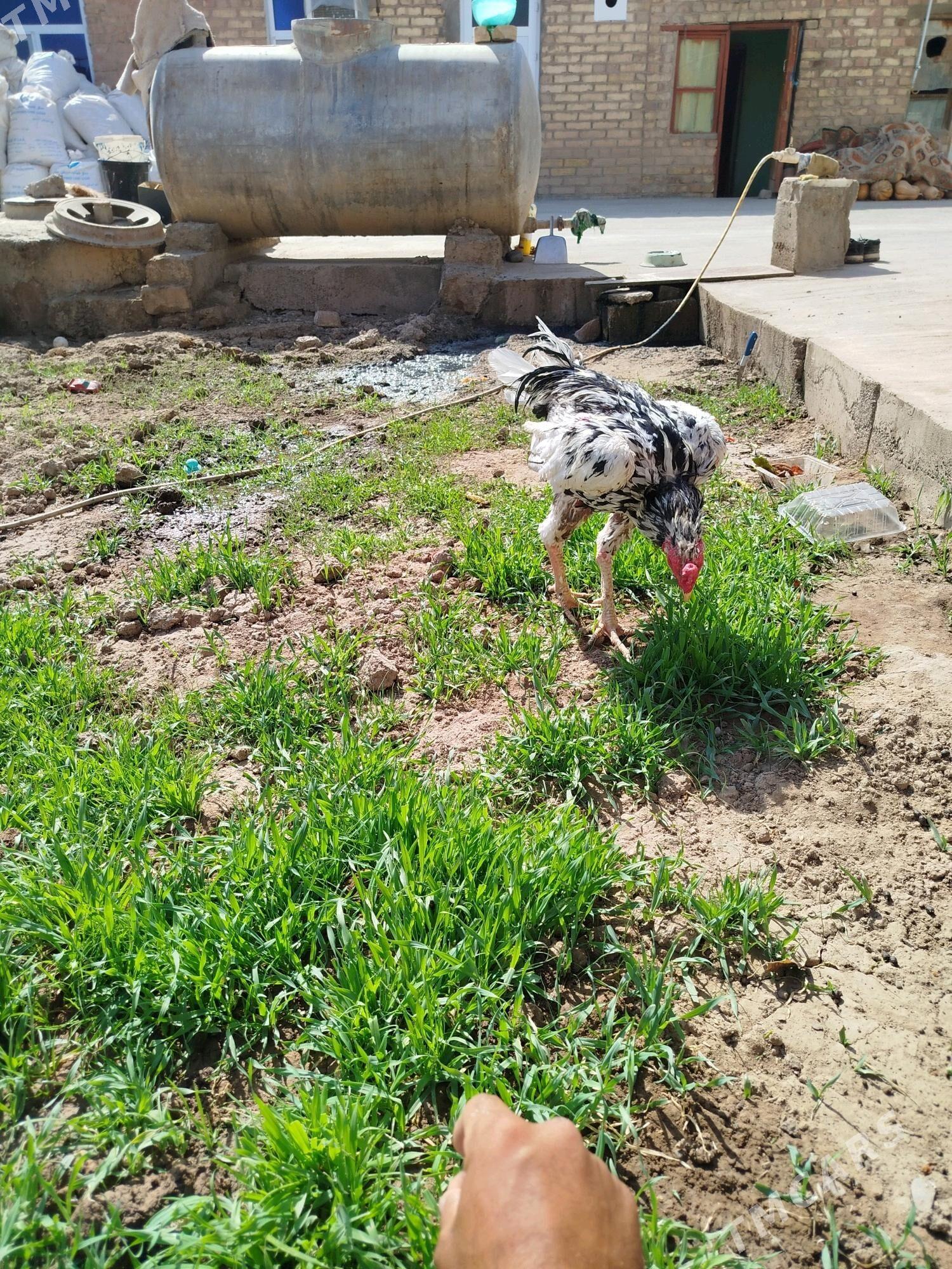 Taşkent horaz - Tejen - img 2