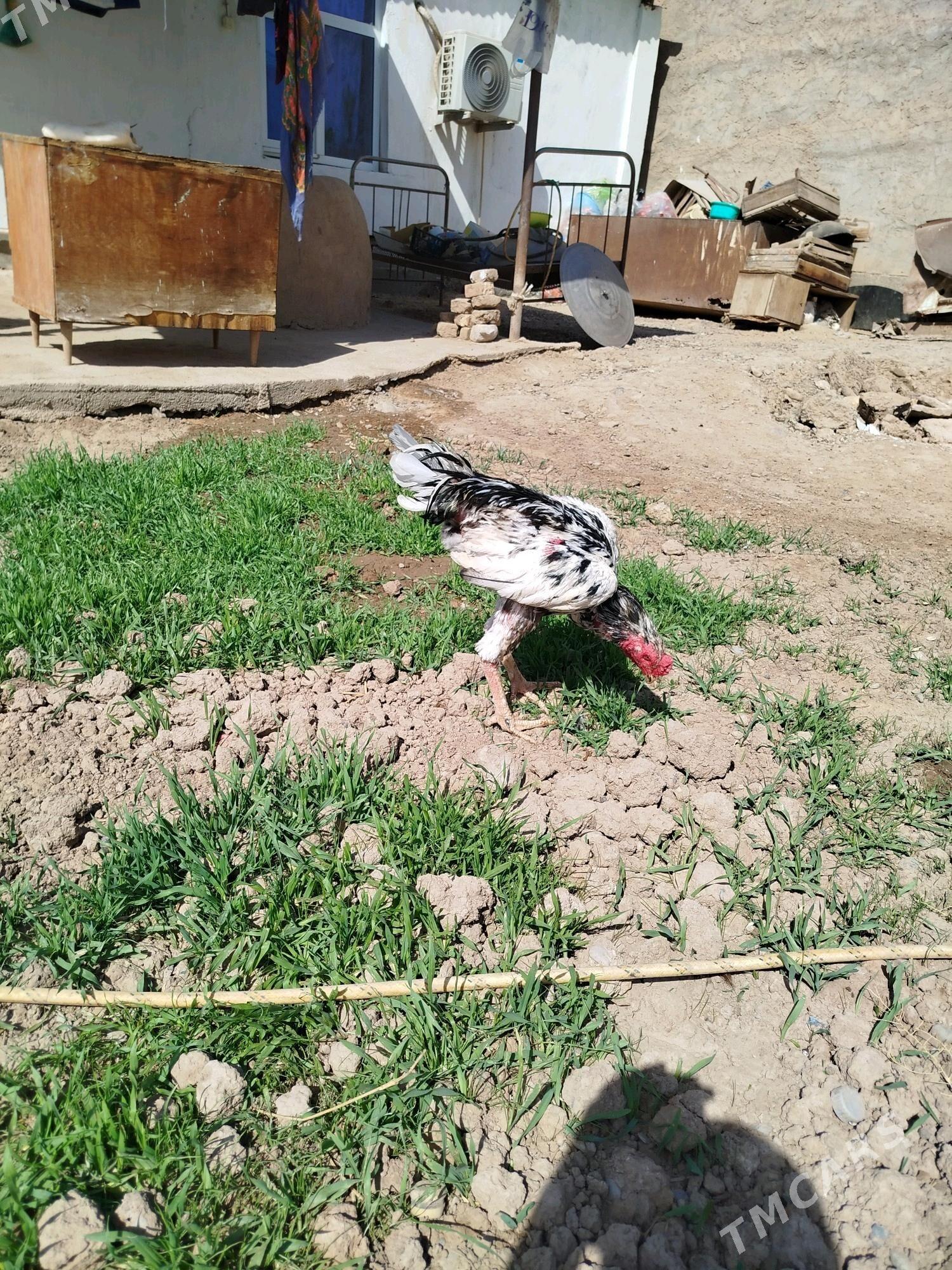 Taşkent horaz - Tejen - img 3