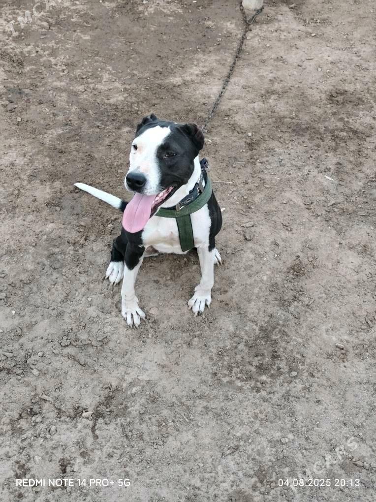 jossi - Шабатский этрап - img 1