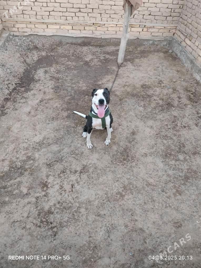 jossi - Шабатский этрап - img 2