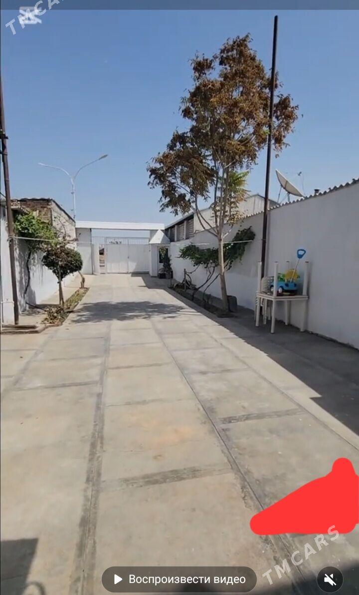 kotej - Mary - img 6