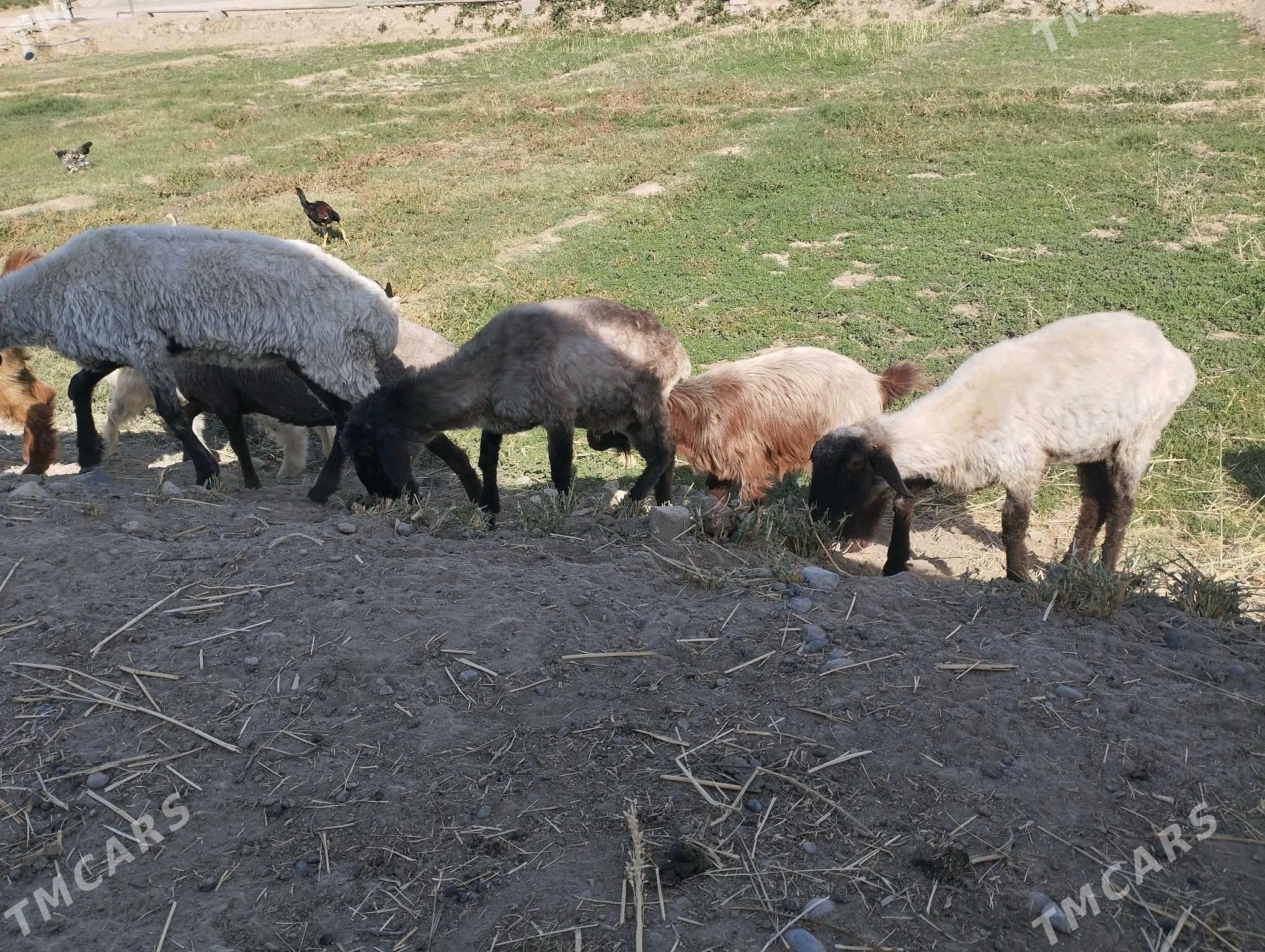 Gysyr goyun - Мургап - img 4