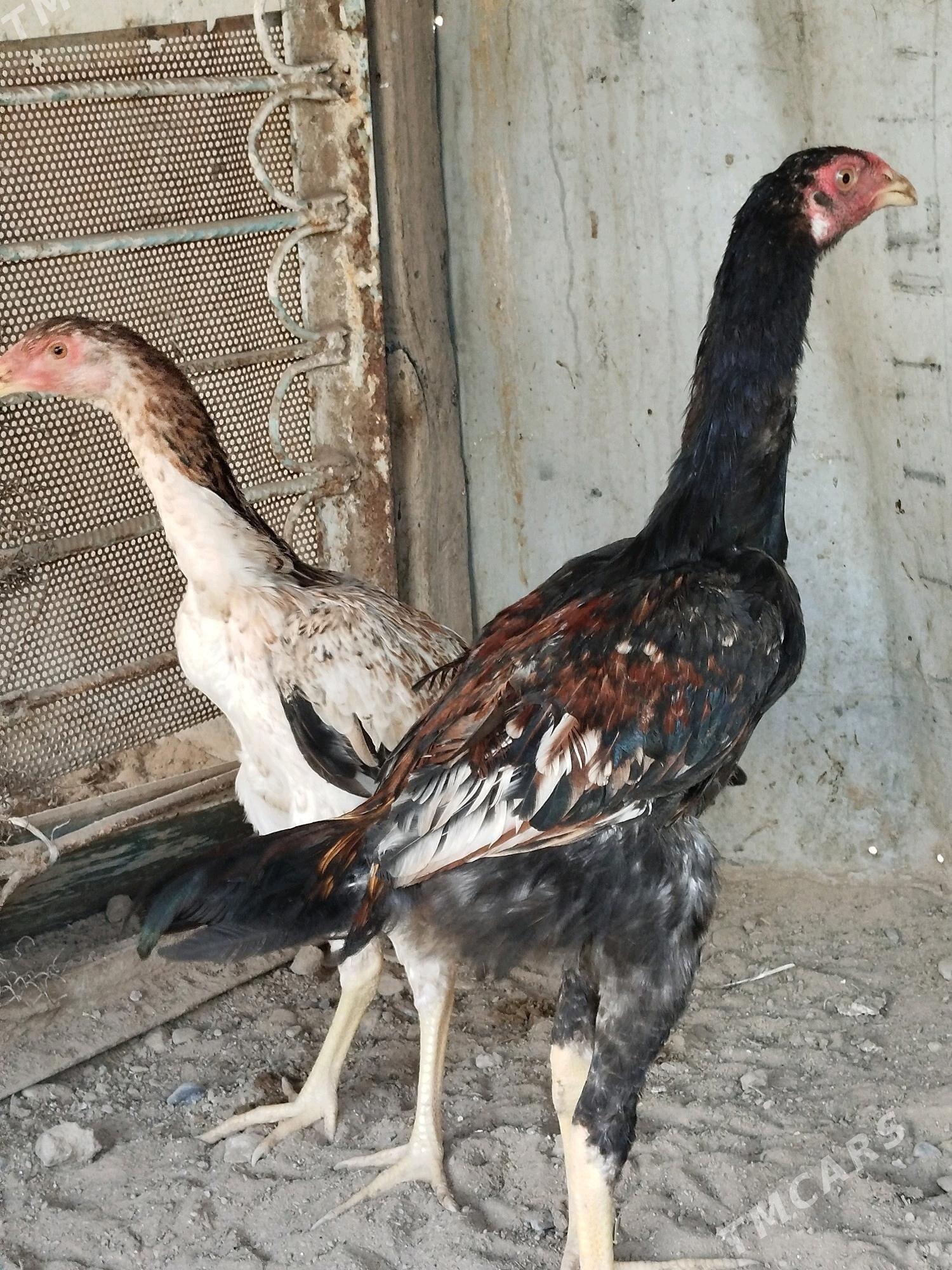 Taşkent horaz - Tejen - img 2