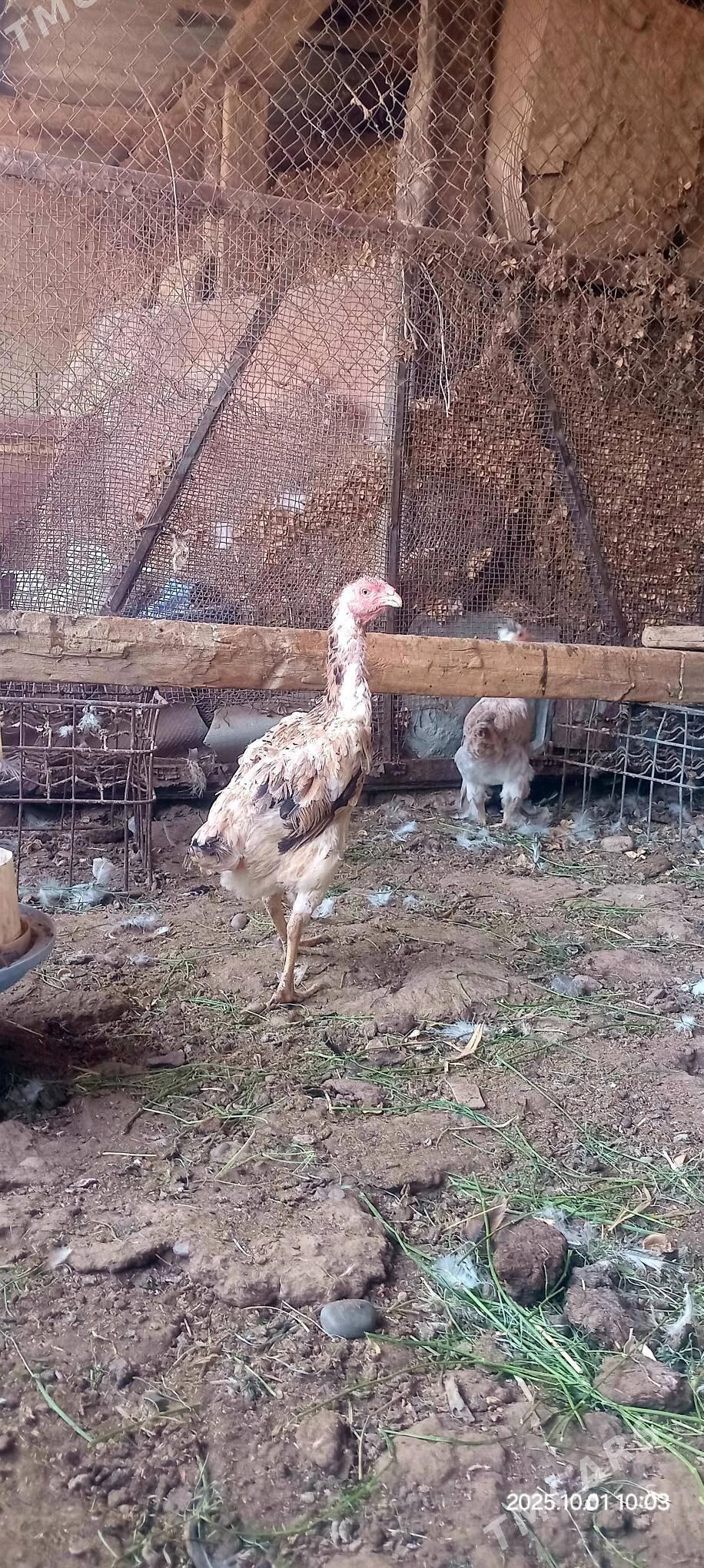 Taşkent balakly jüýje - Кака - img 2