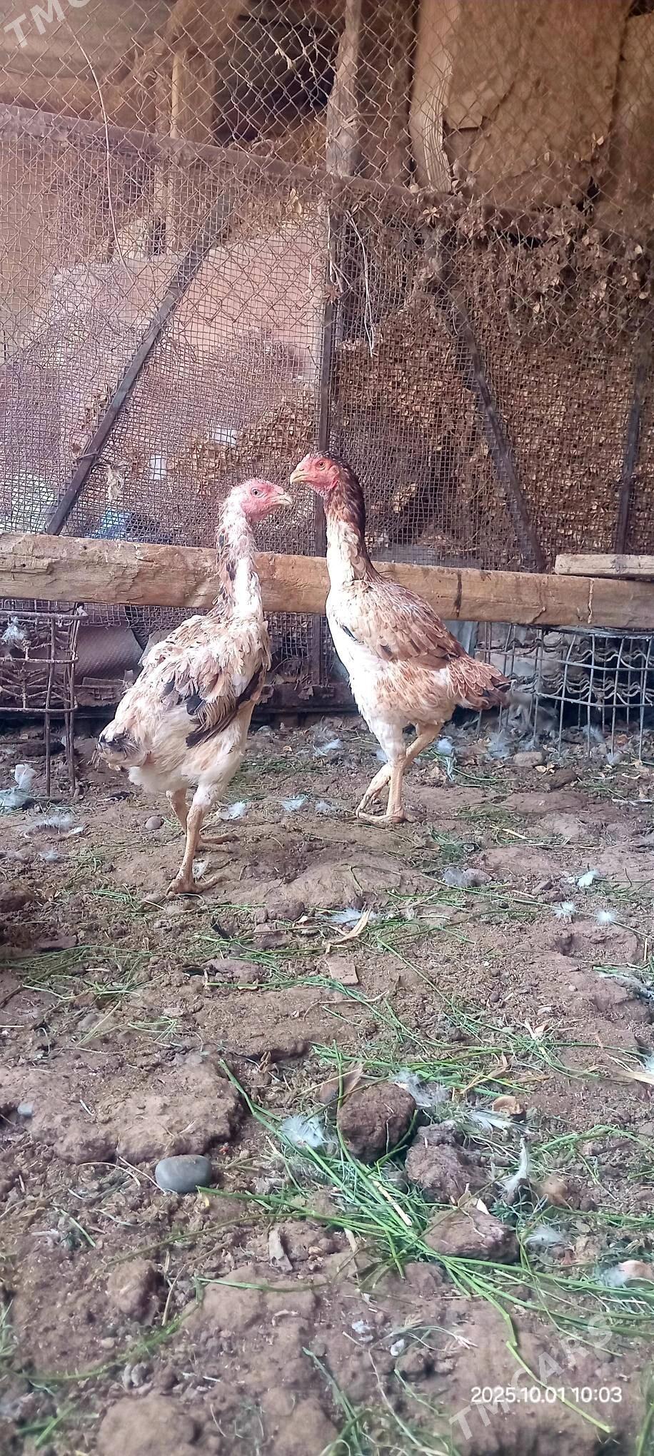Taşkent balakly jüýje - Кака - img 3
