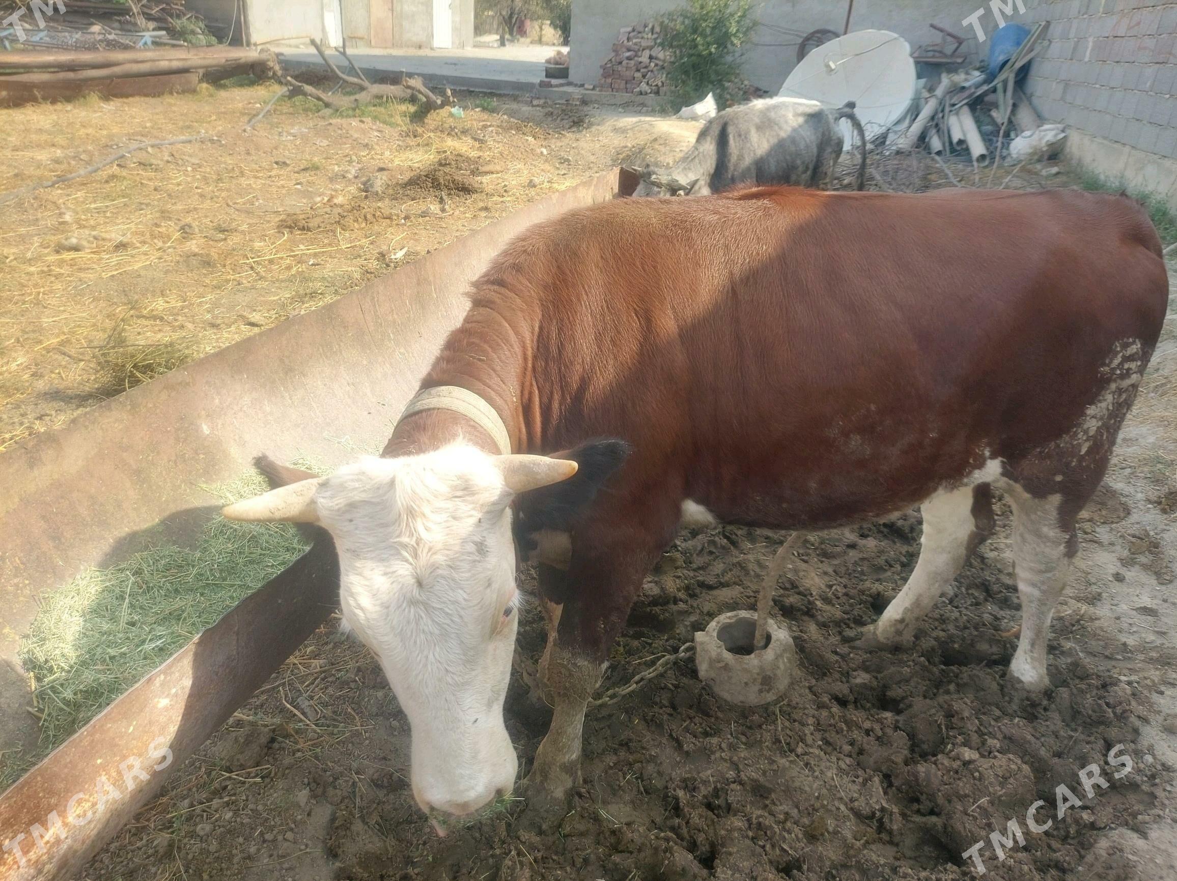 Simental sygyr - Бахарден - img 3