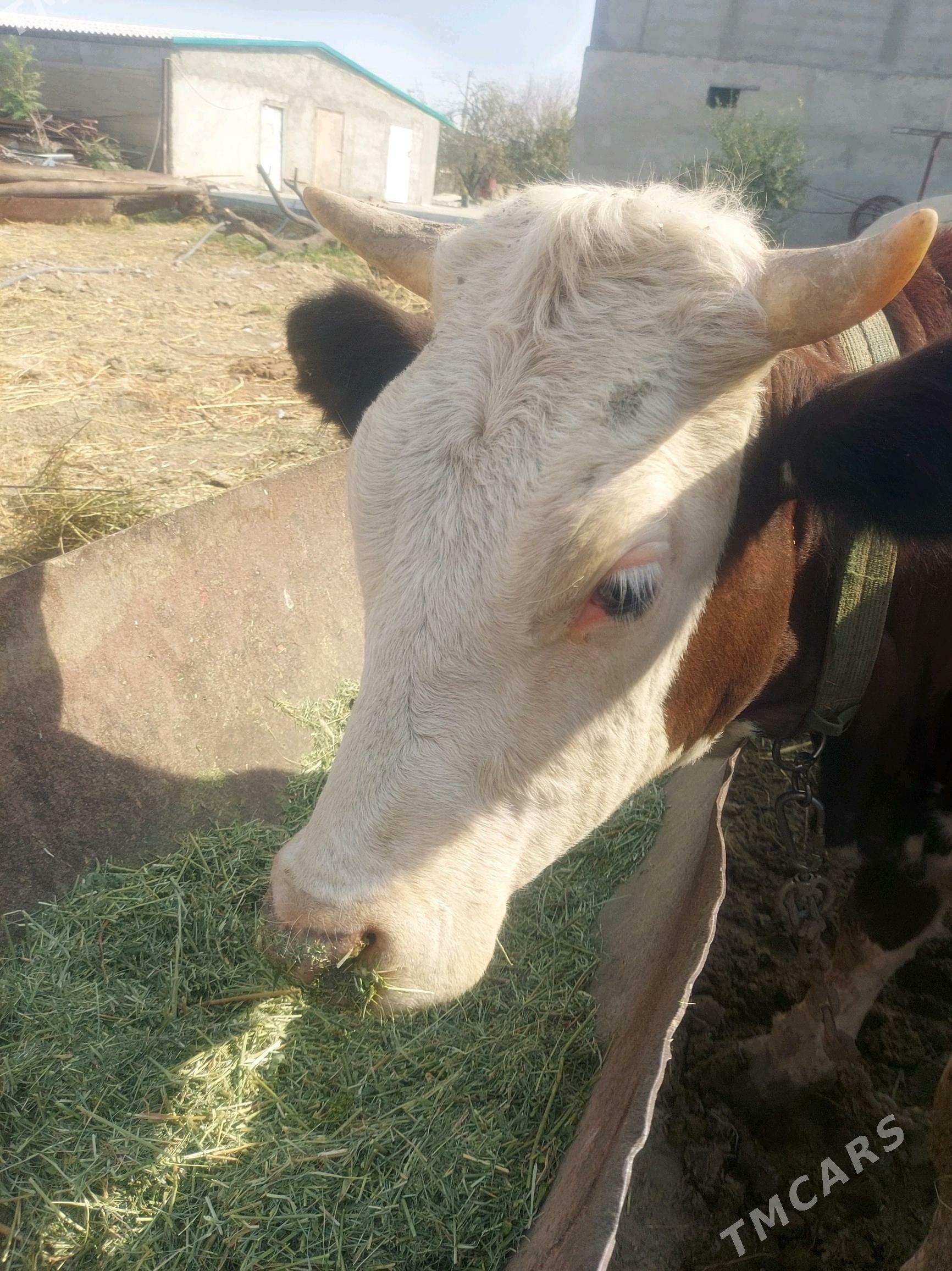 Simental sygyr - Бахарден - img 4