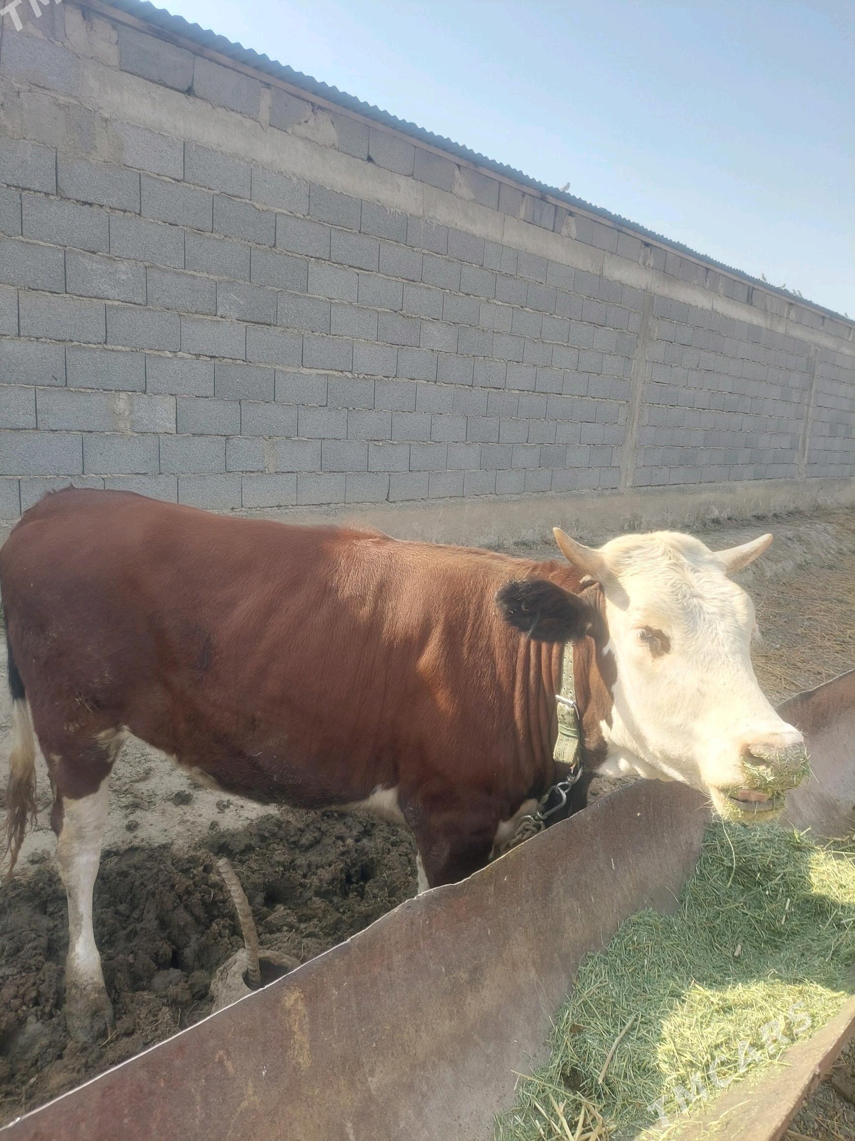 Simental sygyr - Бахарден - img 2