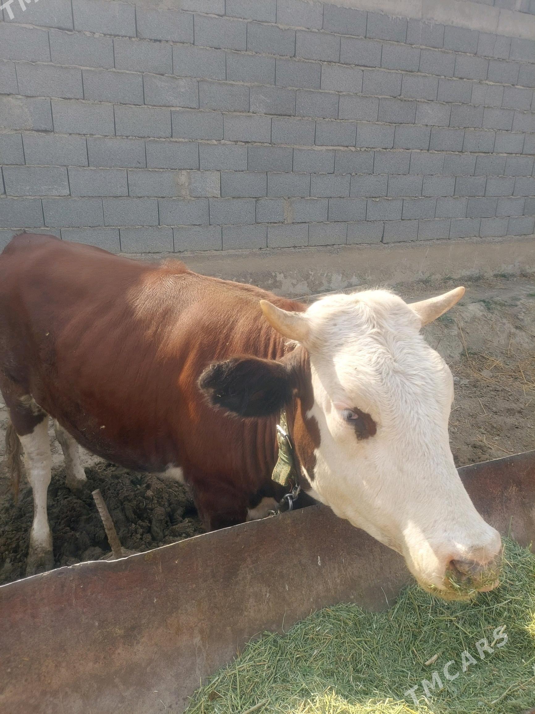 Simental sygyr - Бахарден - img 5