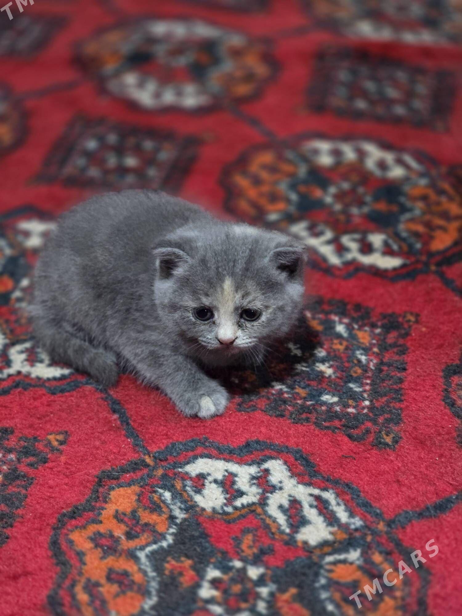 котята - Туркменабат - img 2