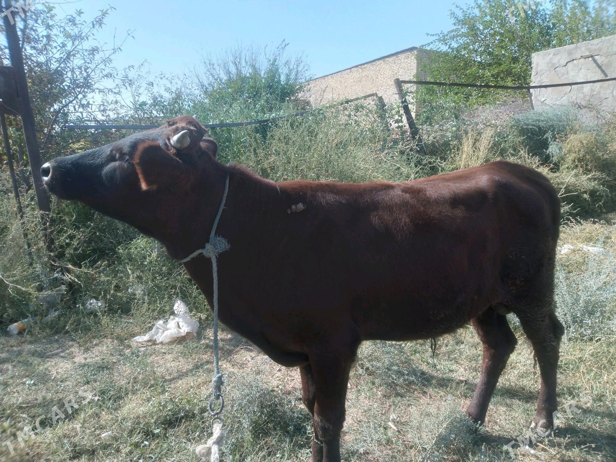 baklyk öküzler - Çärjew - img 5