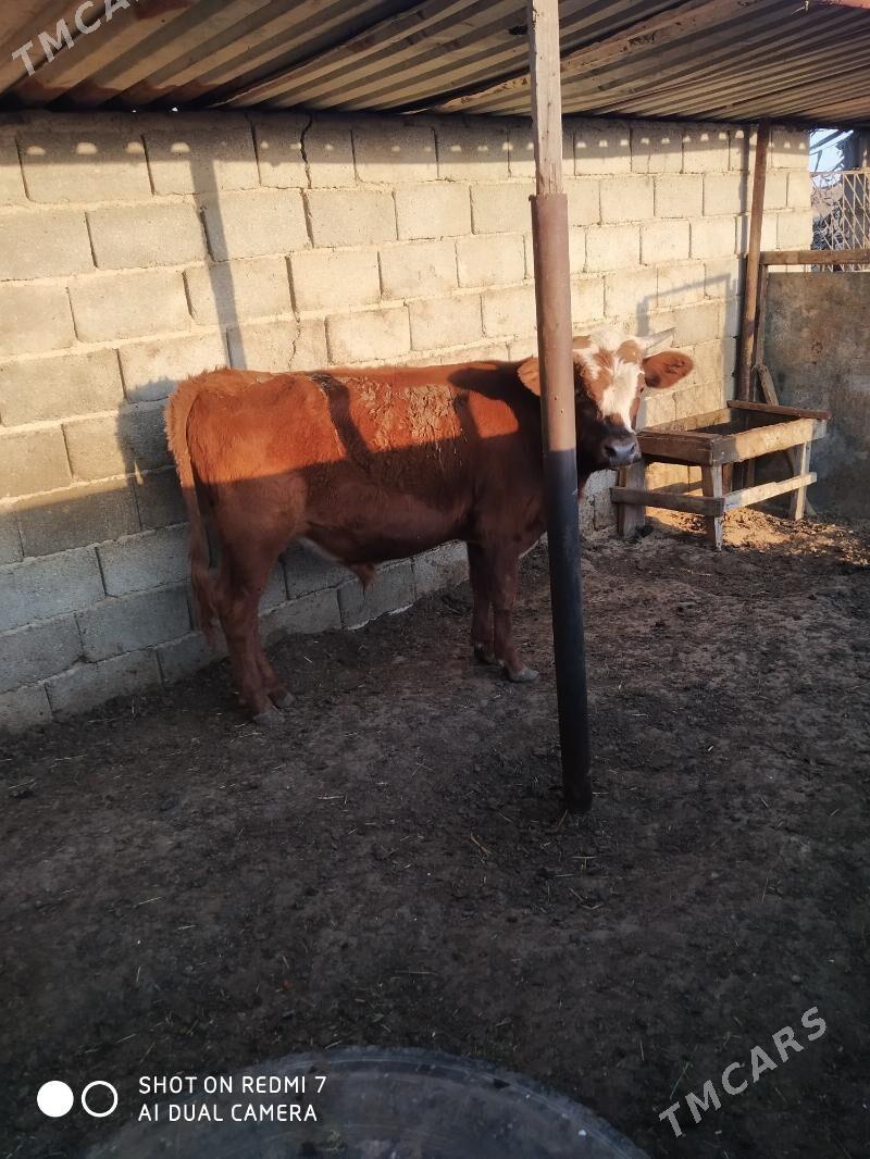 öküzler - Türkmenbaşy - img 2