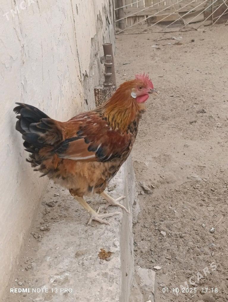 Хораз - Гумдаг - img 1