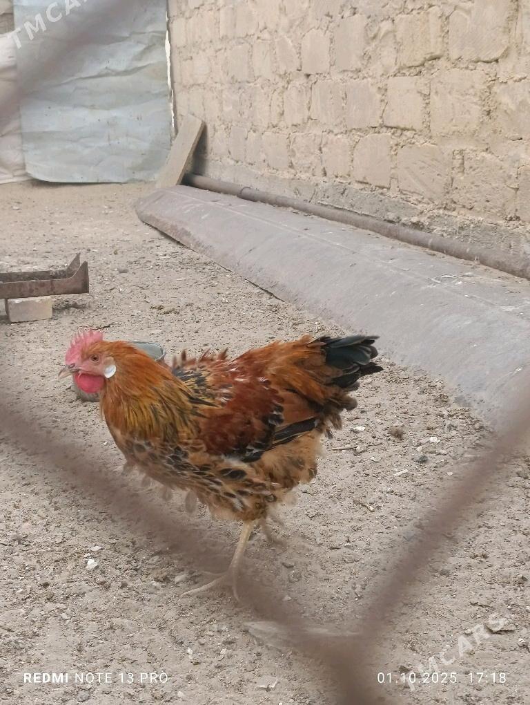 Хораз - Гумдаг - img 2