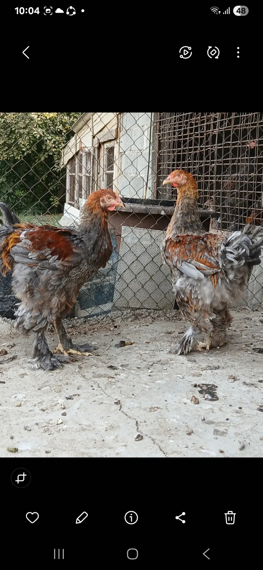 Brama bulu - Гёкдепе - img 2