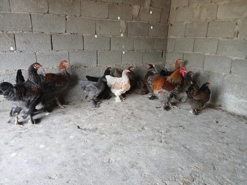 Brama bulu - Гёкдепе - img 7