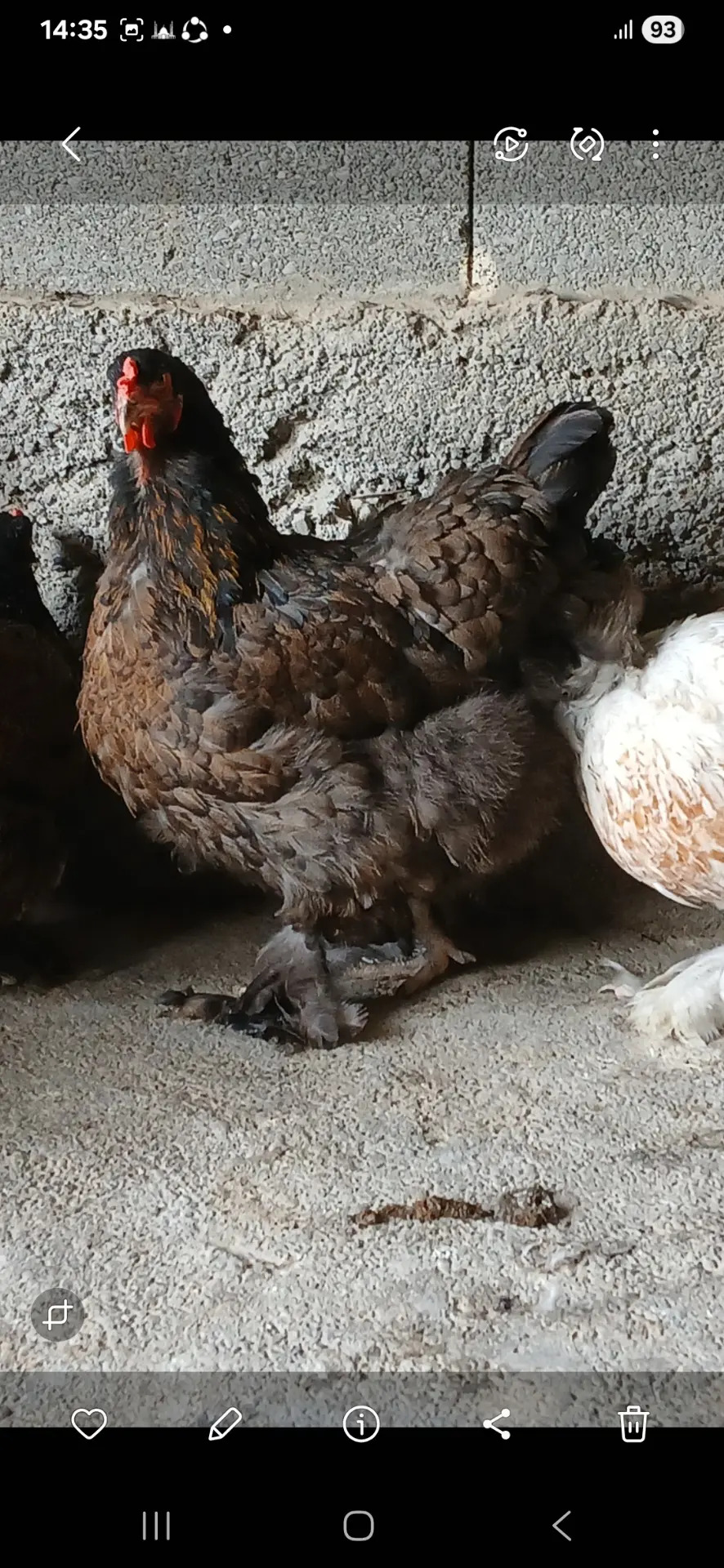 Brama bulu - Гёкдепе - img 4