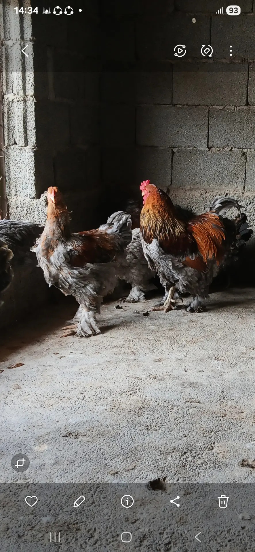 Brama bulu - Гёкдепе - img 5