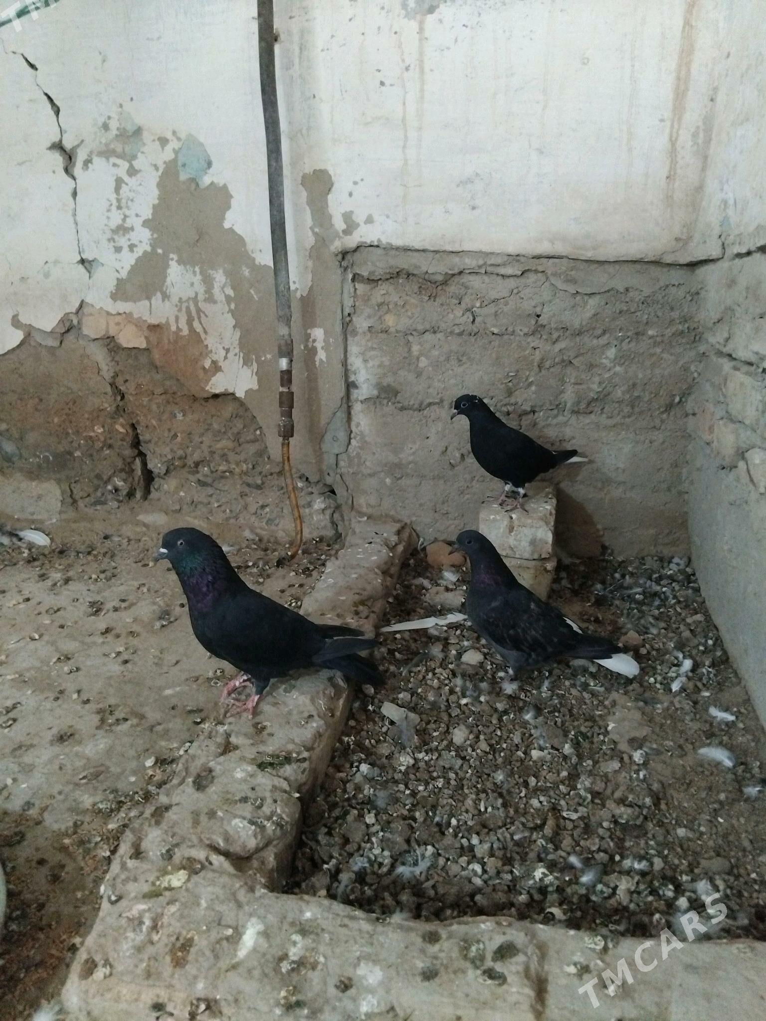 kepderi - Gyzylarbat - img 2