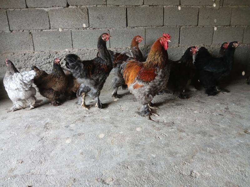 Brama bulu - Гёкдепе - img 6