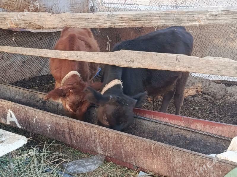2 sany okuzce - Aşgabat - img 2