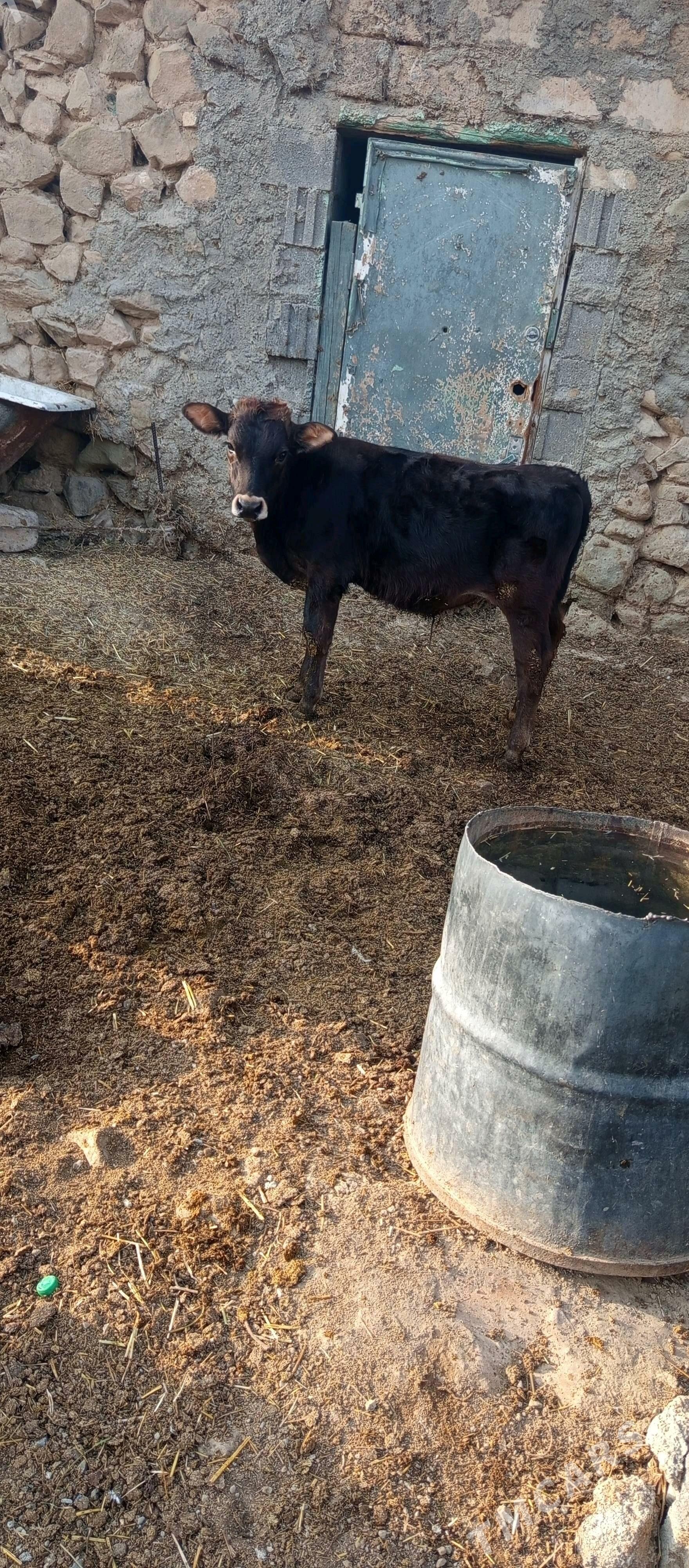 UliBoga Basar Tüwe Kiçi Oküzje - Бахарден - img 2