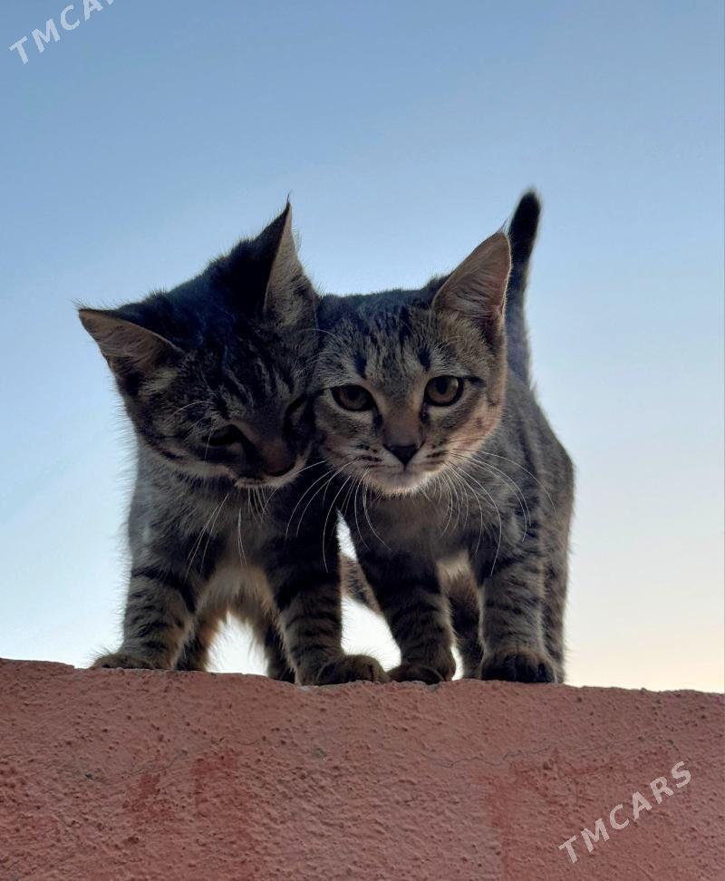 Pişijikler Кошки - Türkmenabat - img 3