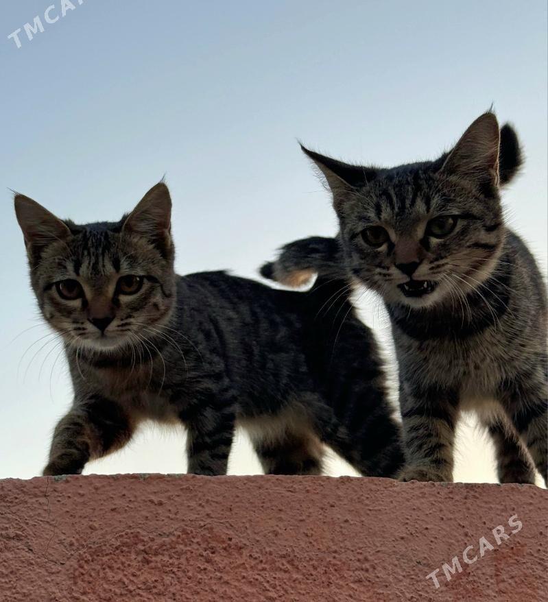 Pişijikler Кошки - Türkmenabat - img 2