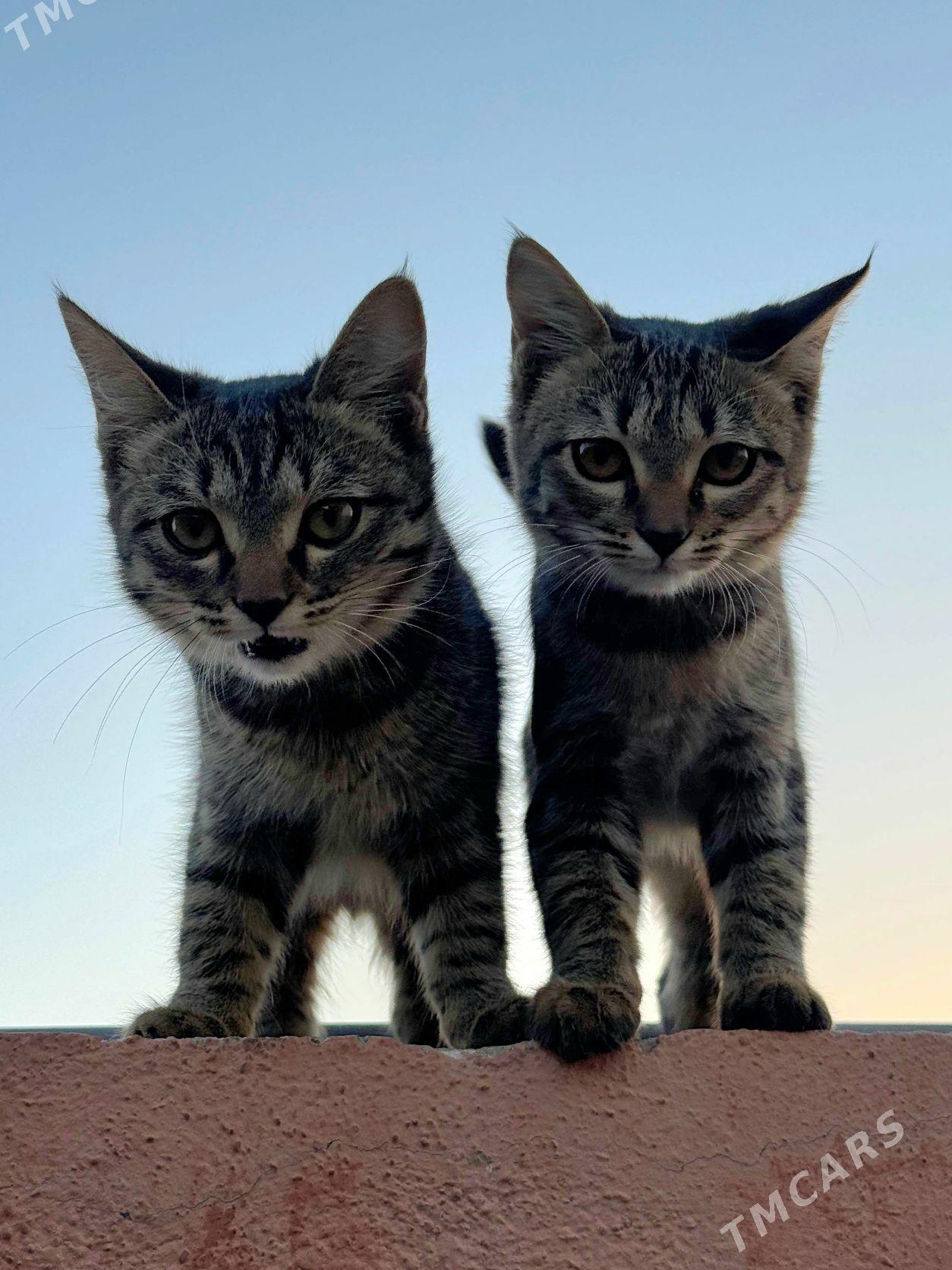 Pişijikler Кошки - Türkmenabat - img 4