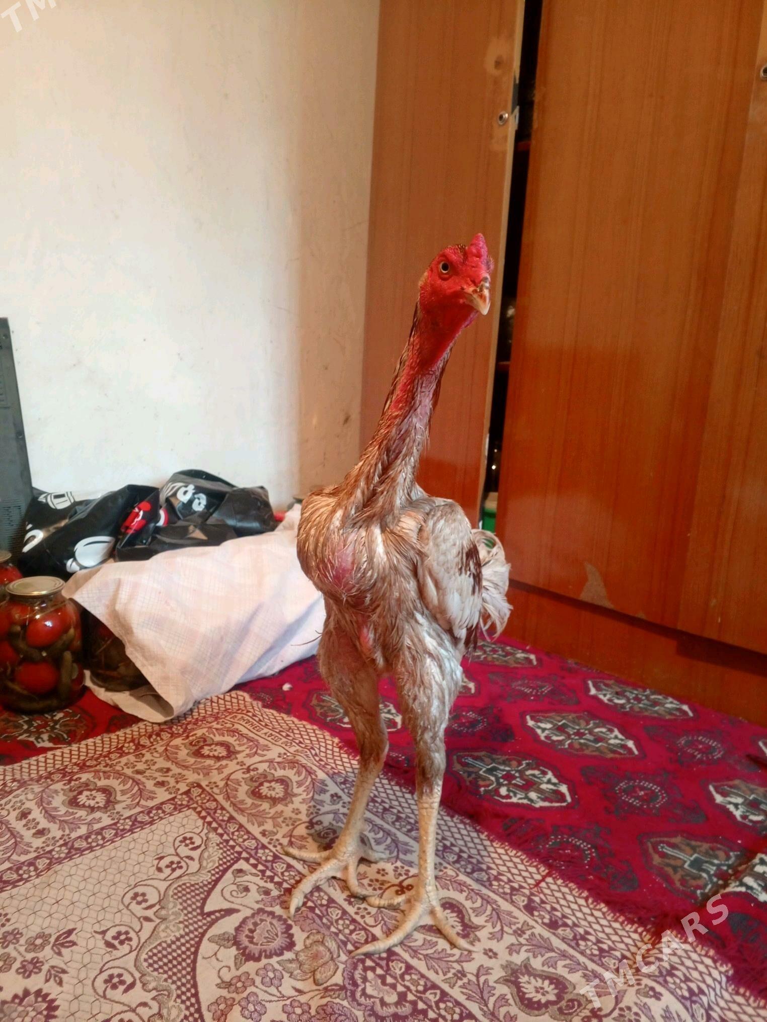 TAŞKENT HORAZ JÜJE - Aşgabat - img 3